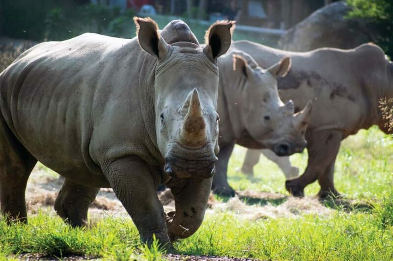 Nashville Zoo: Any-Day Admission Ticket - Key Points