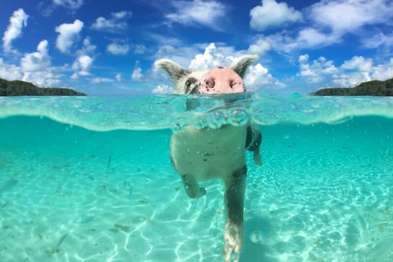 Nassau: 3-Island Snorkel Tour with Pigs, Beach Club, & Lunch - FAQ
