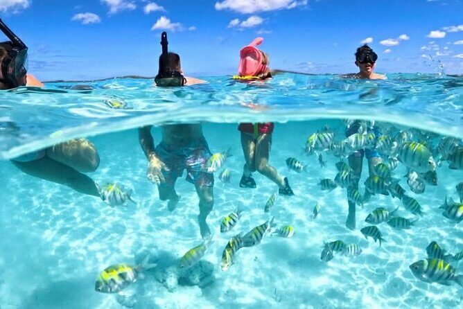 Nassau: 3 islands Pigs,Turtles,Snorkel & Beach Club with lunch - Key Points
