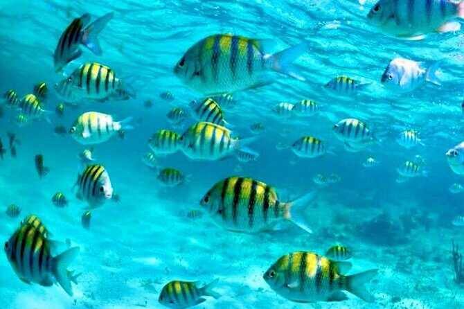 Nassau: 3 islands Pigs,Turtles,Snorkel & Beach Club with lunch - Introduction: What to Expect from This Nassau Island Hopping Tour