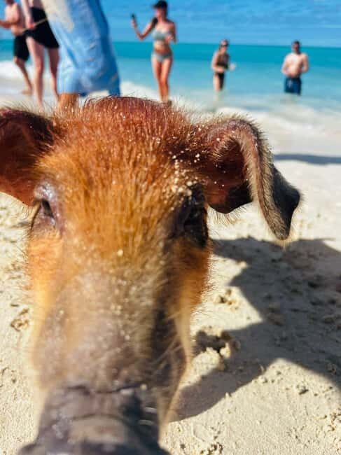 Nassau: 3 Islands Tour, Snorkel, Pig Beach, Turtles & Lunch - A Closer Look at the Nassau 3 Islands Tour
