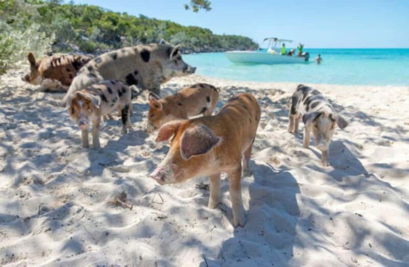 Nassau: 3 Islands Tour, Snorkel, Pig Beach, Turtles & Lunch - FAQ