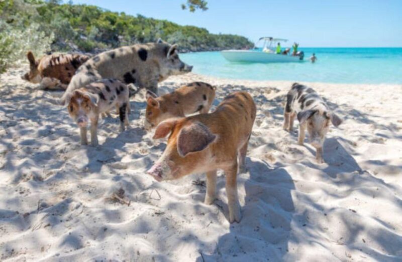 Nassau: 3 Islands Tour, Snorkel, Pig Beach, Turtles & Lunch - Speedboat Trip