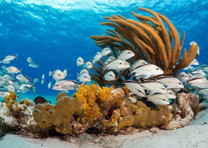 Nassau: 3 Islands Tour, Snorkel, Pig Beach, Turtles & Lunch - Customer Reviews