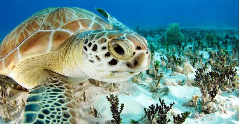 Nassau: 3-Stop Turtle Viewing, Reef Snorkeling Tour & Lunch - Key Points