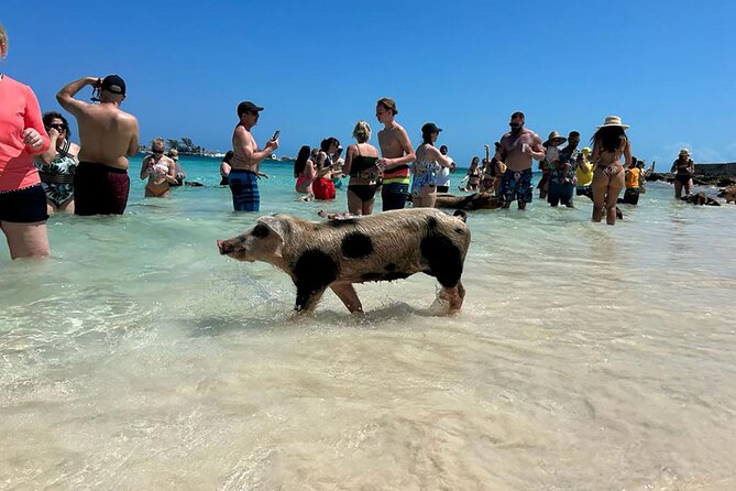 Nassau 3-stops: Snorkeling, Swimming Pigs, Turtles & Lunch - Tour Overview and Highlights
