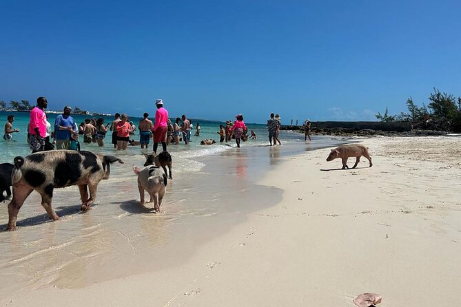 Nassau 3-stops: Snorkeling, Swimming Pigs, Turtles & Lunch - Concerns and Negative Experiences