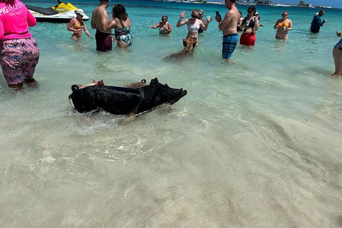 Nassau 3-stops: Snorkeling, Swimming Pigs, Turtles & Lunch - Commitment to Addressing Feedback
