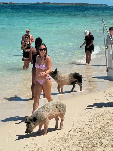 Nassau Bahamas(:) Swimming Pigs , Snorkeling, Turtles - Customer Reviews