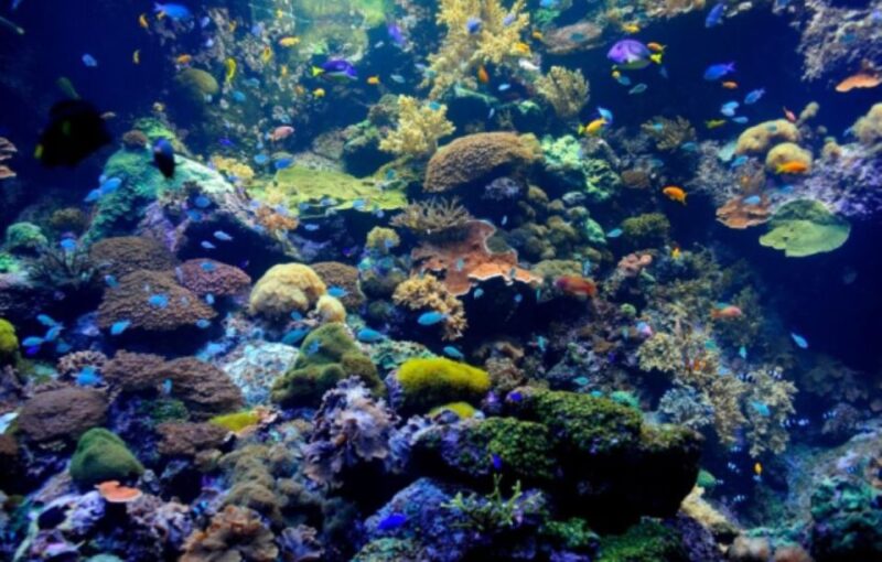 Nassau: Catamaran Sail and Snorkel Tour - Snorkeling Experience