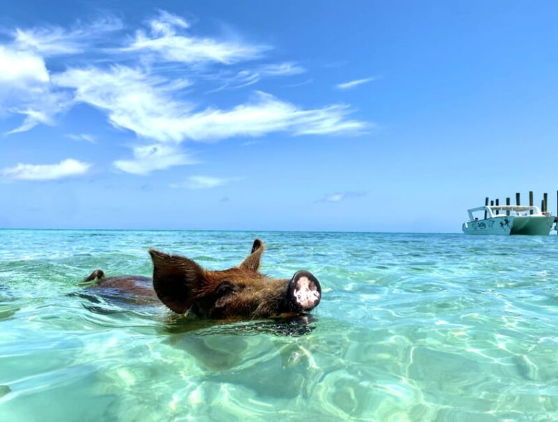 Nassau: Da Pig Beach, Snorkeling, Turtles & Junkanoo Village - Key Points