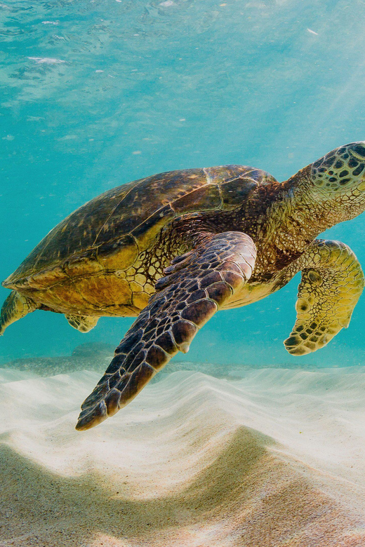 Nassau: Da Pig Beach, Snorkeling, Turtles & Junkanoo Village - Viewing of Green Turtles