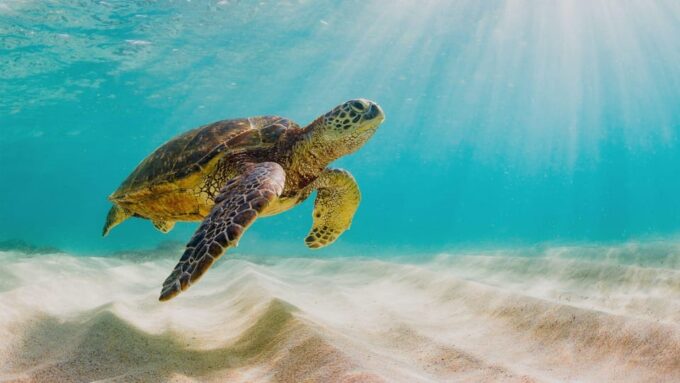 Nassau: Da Pig Beach, Snorkeling, Turtles & Junkanoo Village - Junkanoo Village Experience