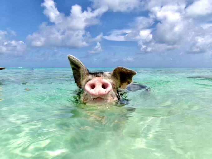 Nassau: Da Pig Beach, Snorkeling, Turtles & Junkanoo Village - What to Bring and Recommendations