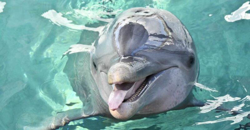 Nassau: Half-Day Guided Cay Cruise, Sea Life Watch & Snorkel - Key Points