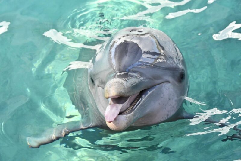 Nassau: Half-Day Guided Cay Cruise, Sea Life Watch & Snorkel - Tour Experience