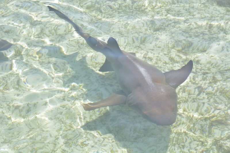 Nassau: Half-Day Guided Cay Cruise, Sea Life Watch & Snorkel - Inclusives and Restrictions