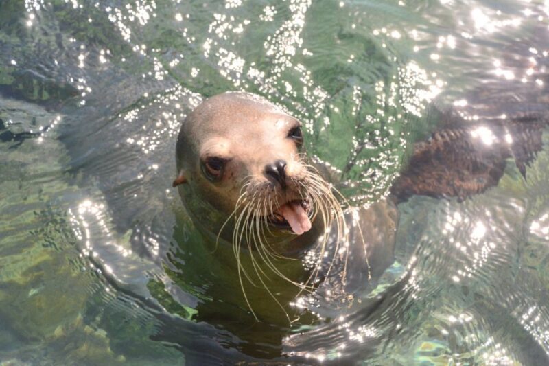 Nassau: Half-Day Guided Cay Cruise, Sea Life Watch & Snorkel - Customer Feedback