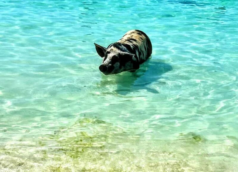 Nassau: Island Hopping Boat Trip with Lunch & Drinks - Key Points