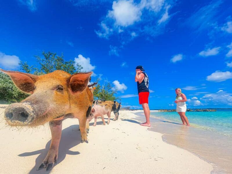 Nassau: Pigs Beach Trip by Boat with Swimming and Feeding - A Closer Look: What to Expect on This Tour