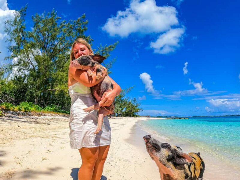 Nassau: Pigs Beach Trip by Boat with Swimming and Feeding - Final Thoughts