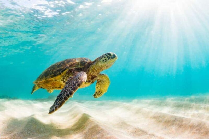 Nassau: Private Island & Snorkeling, Turtles, Drinks, & BBQ - A Closer Look at the Nassau Private Island & Snorkeling Tour