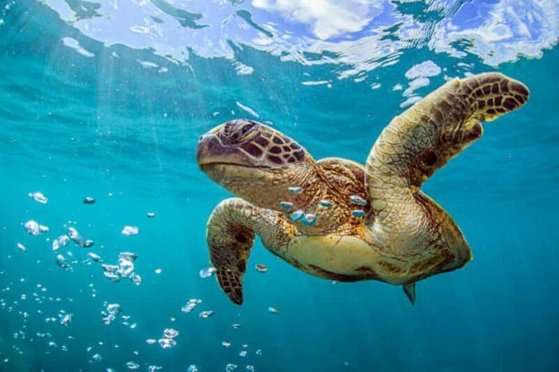 Nassau: Private Island & Snorkeling, Turtles, Drinks, & BBQ - FAQs