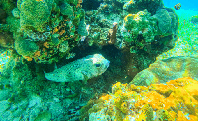 Nassau: Reef Glass Bottom & Snorkel Tour - What to Bring