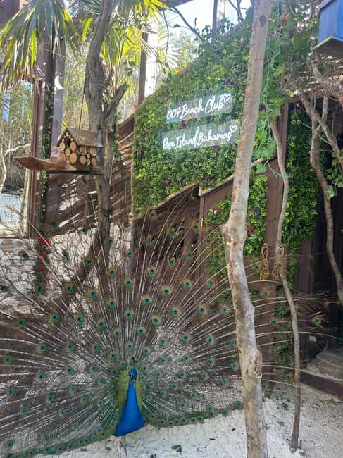 Nassau: Reef Snorkeling, Turtles, Lunch & Private Beach Club - FAQs