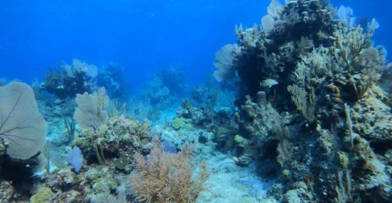 Nassau: Reef Snorkeling, Turtles, Lunch & Private Beach Club - Snorkeling at Rose Island Reef