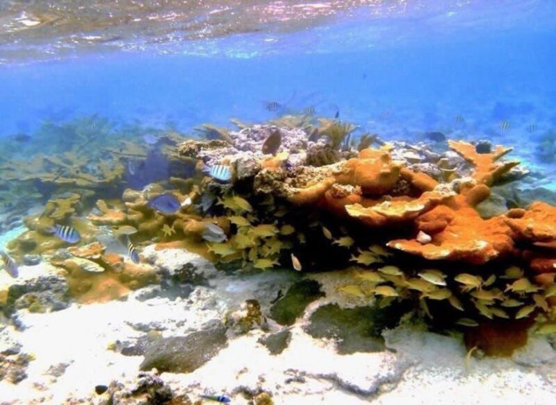 Nassau: Reef Snorkeling, Turtles, Lunch & Private Beach Club - Turtle Sightseeing at Green Turtle Cay