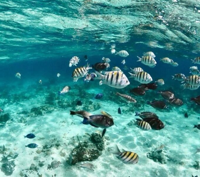 Nassau: Reef Snorkeling, Turtles, Lunch & Private Beach Club - Beach Club Experience Features