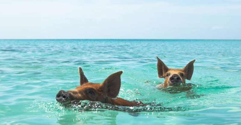 Nassau: Rose Island Swimming Pigs Morning Tour - Key Points