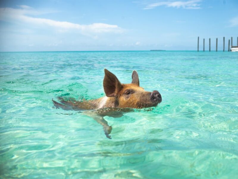 Nassau: Rose Island Swimming Pigs Morning Tour - Included Amenities and Restrictions