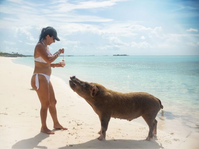 Nassau: Rose Island Swimming Pigs Morning Tour - Contact and Inquiries