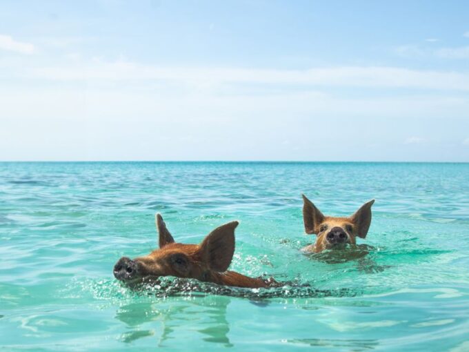 Nassau: Rose Island Swimming Pigs Morning Tour - Frequently Asked Questions