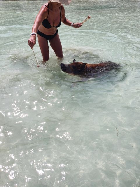 Nassau: Rose Island Swimming Pigs & Turtles Snorkeling Tour - Itinerary