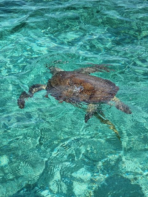 Nassau: Rose Island Swimming Pigs & Turtles Snorkeling Tour - Weather Conditions