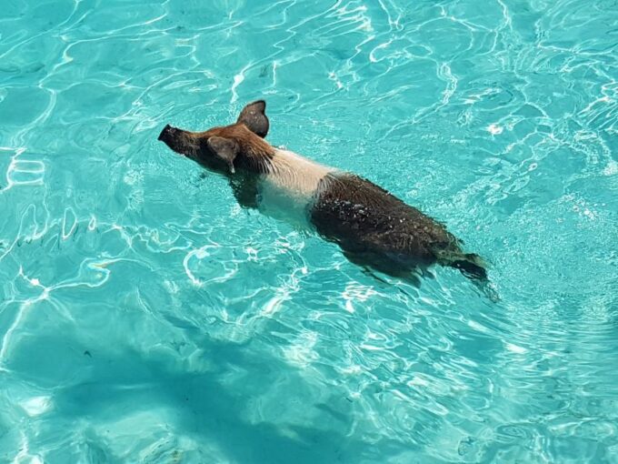 Nassau: Rose Island Swimming Pigs & Turtles Snorkeling Tour - Maximum Capacity