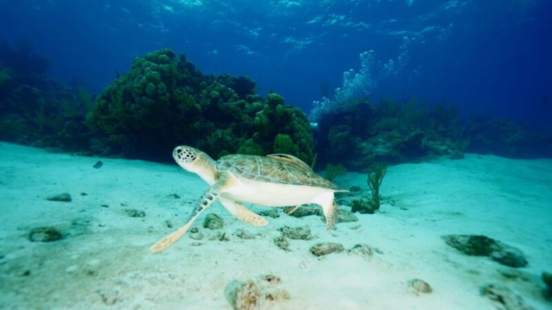 Nassau: Snorkeling, Pig Beach, Swim With Turtles, and Lunch - Key Points
