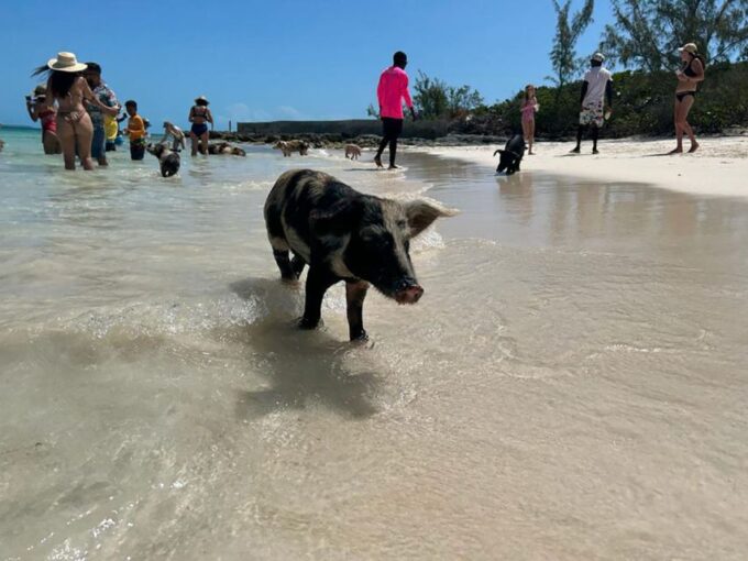 Nassau: Snorkeling, Pig Beach, Swim With Turtles, and Lunch - Cruise Departure and Duration