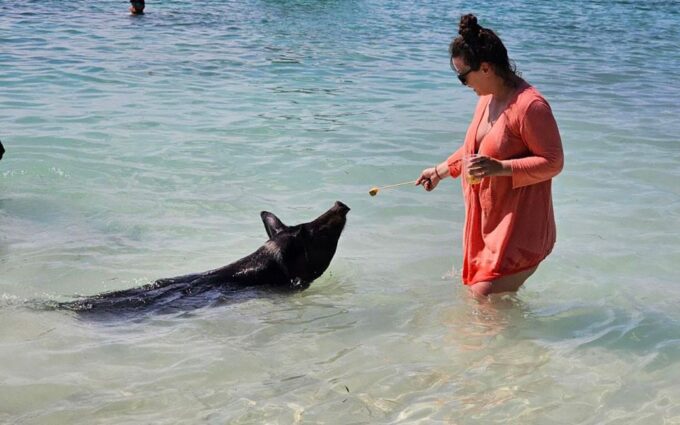Nassau: Snorkeling, Pig Beach, Swim With Turtles, and Lunch - Interaction With Pigs and Turtles
