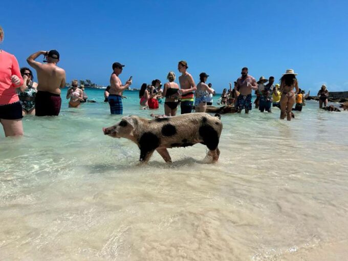 Nassau: Snorkeling, Pig Beach, Swim With Turtles, and Lunch - Frequently Asked Questions
