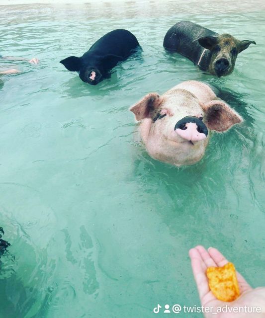 Nassau: Snorkeling, Swimming Pigs, Turtles & Beach Bar - Additional Activities