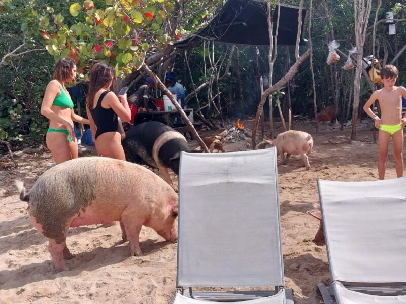 Nassau: Snorkeling, Swimming Pigs, Turtles & Beach Bar - Customer Reviews