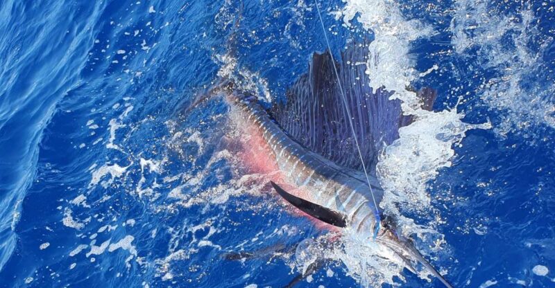Nassau: Sport-Fishing Private Charter . - Key Points