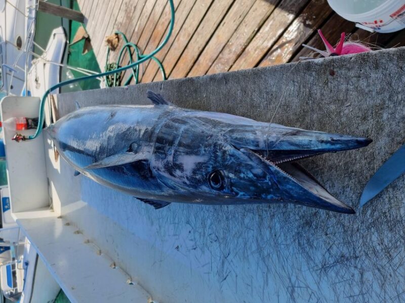 Nassau: Sport-Fishing Private Charter . - Fishing Experience