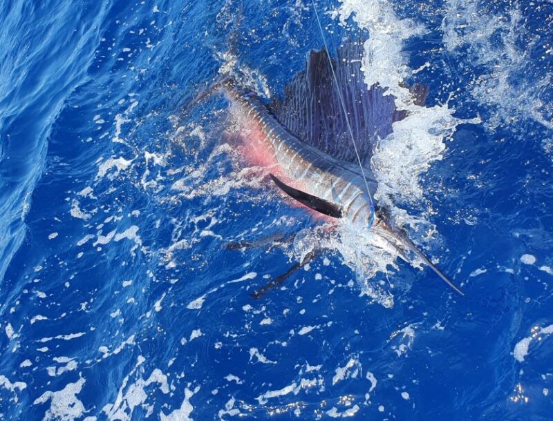 Nassau: Sport-Fishing Private Charter . - Fishing Styles