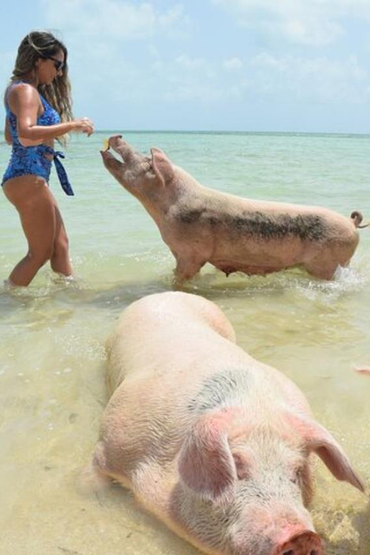 Nassau: Swim With Pigs & Scenic Boat Ride - Key Points