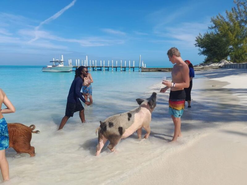 Nassau: Swim With Sharks, Swimming Pigs Tour - Participant Information